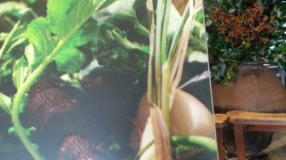 無農薬有機栽培・朝摘み野菜食べ放題。野菜ジュース絶品。メイン料理も美味しいです。