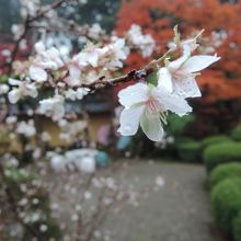 雨に濡れた不断桜は可憐に咲いていた