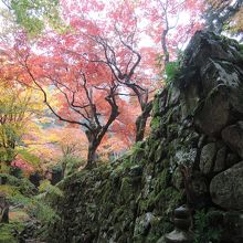 紅葉の参道をゆく