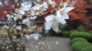 平安時代の承和元年（８３４）に三修上人が仁明天皇の勅願により開創された古刹で春秋冬に開花する不断桜（天然記念物）をみよう