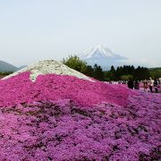 異常に人気が高い「富士芝桜まつり」、大渋滞　お疲れ様でした。