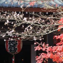 異様な雰囲気があります