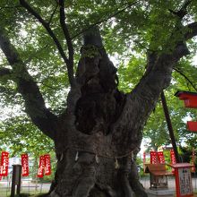 境内の龍神木
