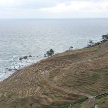 海に面した斜面に棚田が広がっています。