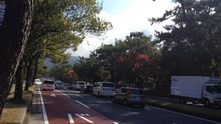 奈良公園の鹿は神様の使いです