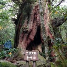 もののけ姫の雰囲気が充満