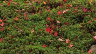 景色が綺麗な鎌倉の穴場的スポットです