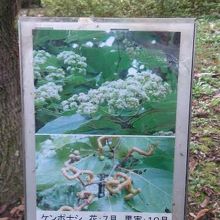 とても珍しい植物『ケンポナシ』の説明パネル