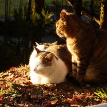 夫婦でひなたぼっこでしょうか。