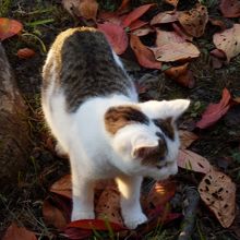 子猫です。さきほどのネコのこども？