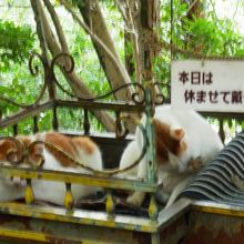 今日はお休みです。