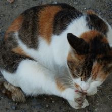 くつろいでいます。