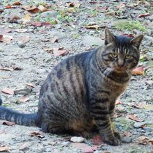 もの思いにふけっています。