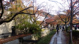 ネコの道、いえいえ哲学の道です。