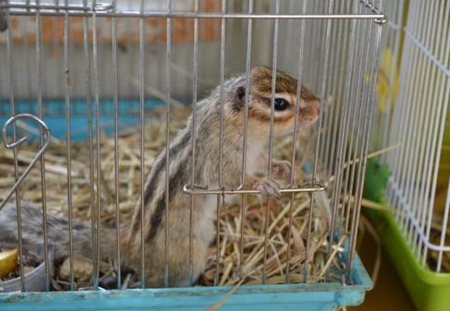 真岡観光リス村 クチコミ アクセス 営業時間 真岡 フォートラベル 真岡観光リス村 クチコミ アクセス 営業時間 真岡 フォートラベル