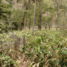 穂高神社　奥宮から明神池水面。