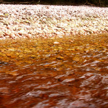川の水はタンニンでコーヒーキャラメル色
