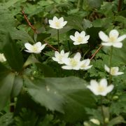 ニリンソウの白い可憐な花咲く、小梨平。