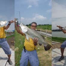 バラマンディ爆釣