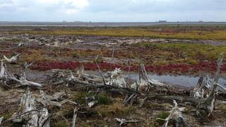 立ち枯れたマツ、見応えありました