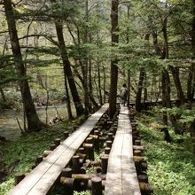 雪解け水の川辺を木道が続きます。