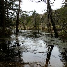 湧水が造る湿原。