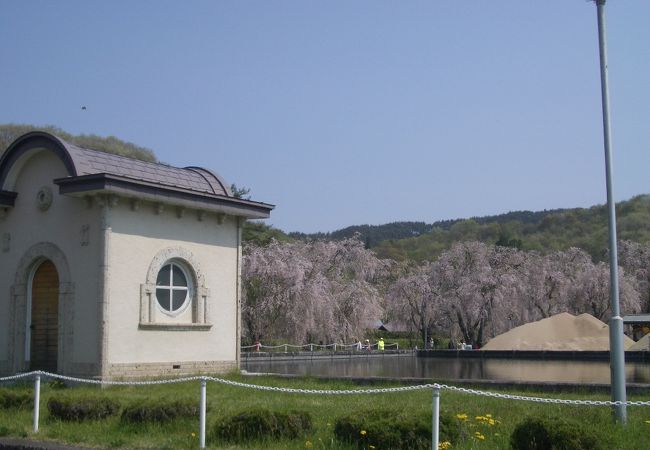 米内浄水場の桜