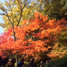 紅葉が見ごろ！