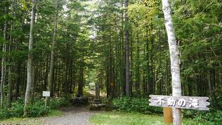 森を進むと見られます