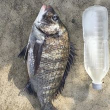 初めての大物。ペットボトルは１リットル！