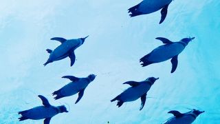 新ペンギン館がおすすめ！