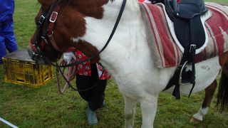 乗馬ができる
