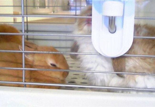 うさぎカフェ おひさま クチコミ アクセス 営業時間 下北沢 明大前 フォートラベル