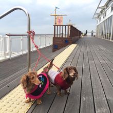 海が見える。犬も歩ける。