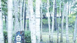 拓真館もいいけれど、外の白樺回廊も素敵★