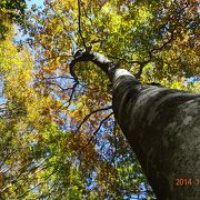 広いブナの森の中のキャンプ場　ひろしま県民の森