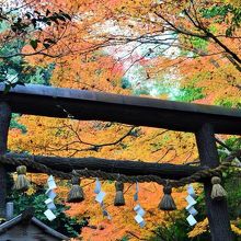 鳥居と紅葉