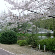 桜の時期は特にすばらしい公園です
