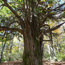 天然記念物のイチイの木