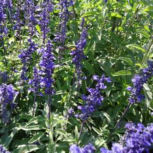 お花も咲いてます