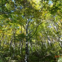 立烏帽子山南側のブナ林