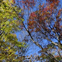 岩樋山登山道の紅葉