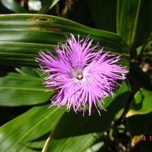 野の花