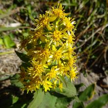 野の花　その３