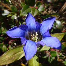 野の花　その４