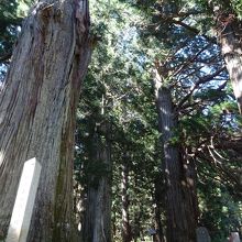 熊野神社巨大杉群