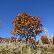 キャンプ場の紅葉