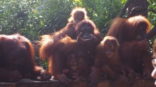 オランウータンと写真が撮れる朝食