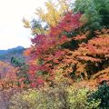 紅葉／黄葉に加え、竹の緑や冬桜の薄桃で彩り豊か