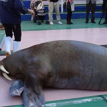 セイウチのショーはこんなにも近い！